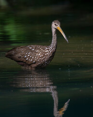 A Limpkin making a rare visit to Oklahoma