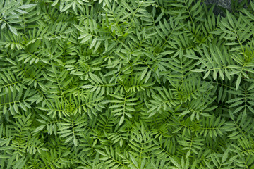 Naklejka na ściany i meble Green marigold leaves in the garden.