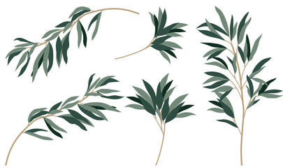 Obraz premium Illustration of Eucalyptus Branches, Set