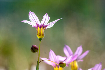 六甲アイランドの野草