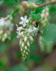 Close up of a white flowering current - Ribes sanguineum