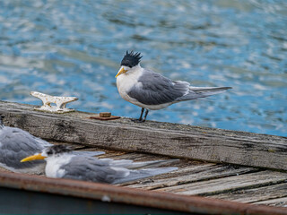 Greater Crested Tern Head Down