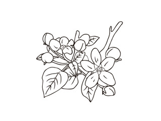 リンゴ　県花（青森県）