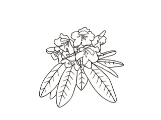 ネモトシャクナゲ　県花（福島県）