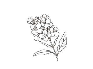 ナノハナ　県花（千葉県）