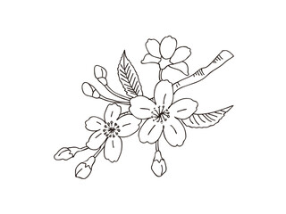 フジザクラ　県花（山梨県）