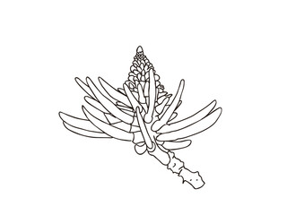 デイゴ　県花（沖縄県）