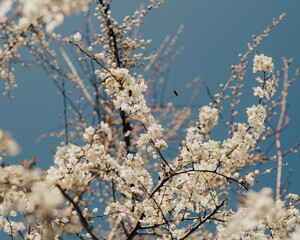 Bees in a flowering Plum tree