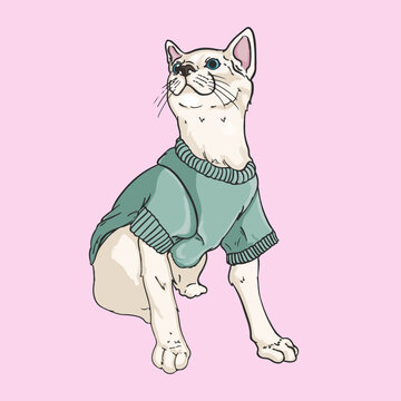 Gato con sueter en fondo de color