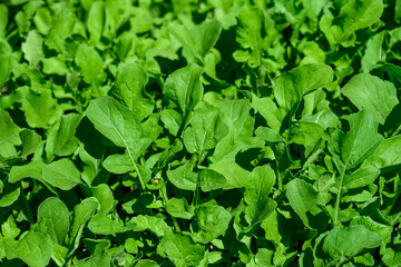 Arugula, healthy leafy greens used in Rocket salad, and other salads, summer abundance
