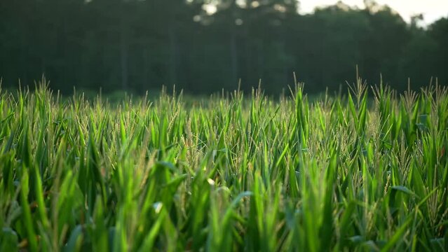 Countryside Plantation With Growing Green Corn Crops In Springtime, New Jersey United States. Tracking Shot