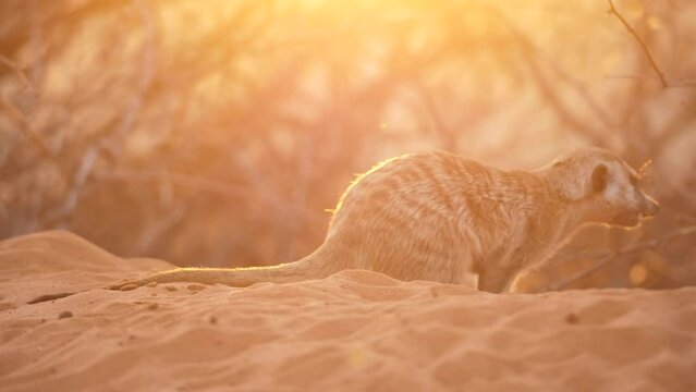 Close up of a meerkat digging in the Kalahari desert at sunset