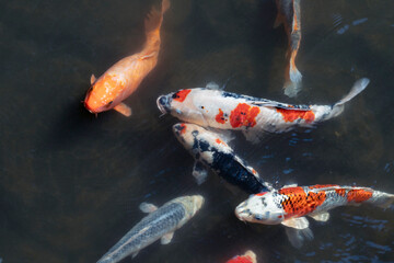 夏のお寺の池の錦鯉たち