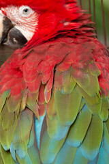 Obraz premium Caged red and green macaw (Ara chloropterus) close up of colourful feathers
