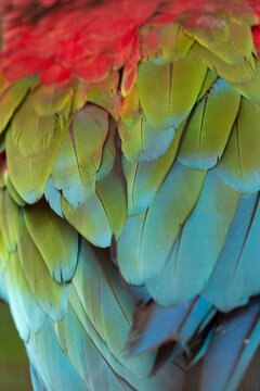 Red and green macaw (Ara chloropterus) close up of colourful feathers