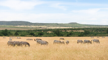 Fototapeta premium herd of zebra walking and eating grass in Savanna grassland at Masai Mara