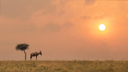 Topi antelope standing by lone tree in savanna grassland during sunset at Masai Mara National...