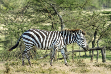 Fototapeta premium lone zebra walking at Masai Mara National Reserve Kenya