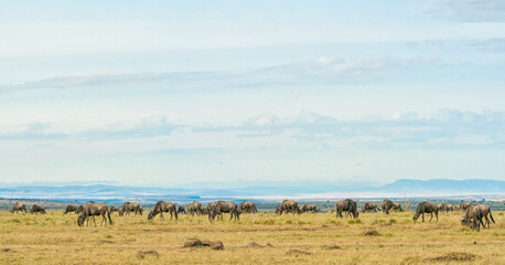 herd of wildebeest standing and eating grass together in savanna grassland at Masai Mara National...