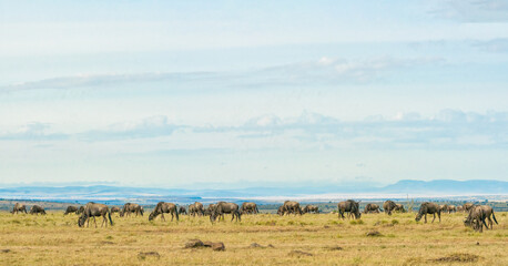 herd of wildebeest standing and eating grass together in savanna grassland at Masai Mara National Reserve Kenya