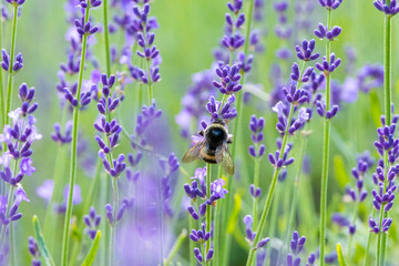 ラベンダー畑で蜜を集めるマルハナバチ