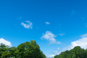 Fototapeta na wymiar 夏の青空に向かって聳える木々たち
