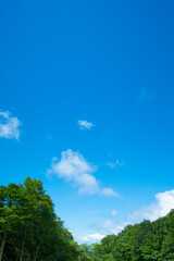 Obraz premium 夏の青空に向かって聳える木々たち