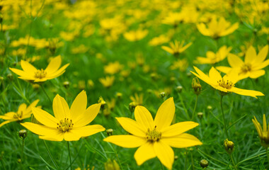 緑の葉に鮮やかな黄色の花の糸葉春車菊