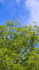 Fototapeta na wymiar 夏の青空に向かって伸びる大きな木