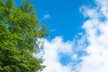 青い空、白い雲、緑の木々　夏の3色