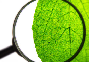 Green natural leaf through a magnifying glass on a blurred background. plant research concept....