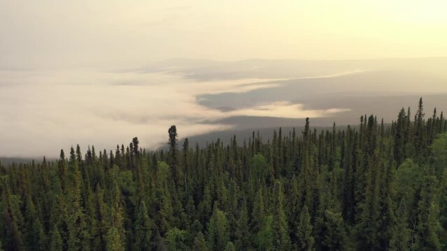 Beautiful Sunrise Landscape Aerial View Boreal Forest In North America. Flying Over Coniferous Trees. Misty Morning In Mountains.