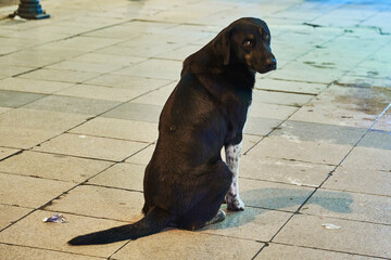 Dog looking back, Istanbul