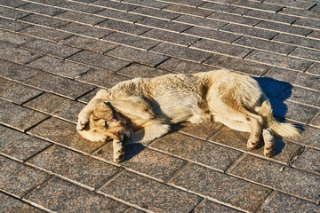 Sleeping dog, Istanbul 
