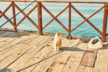 Cat looking straight on the deck, Izumir