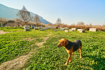 Walking dog in a garden, Turkey