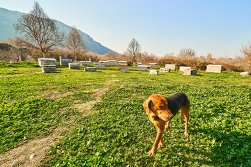 Walking dog in a garden, Turkey