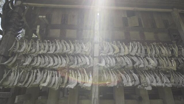 Tongkonan Traditional Ancestral House in Toraja, South Sulawesi, Indonesia - Buffalo Skulls Bones Horns in Row on Facade