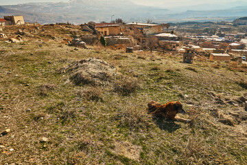 Wild dogs on the Hill, Cappadocia