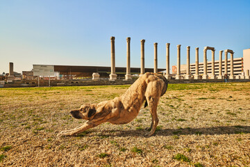 Stretching Dog in front of the ruins.