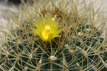 サボテンの花