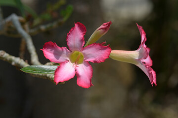 アデニウム・オベスム