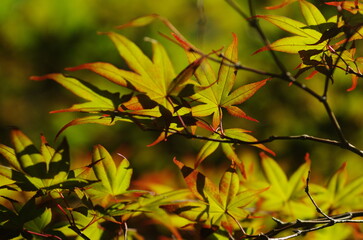夏のノムラモミジ