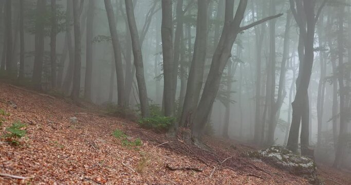 Tranquil morning scene between forest trees. Foggy woodland. Morning fog in woods, 4K video