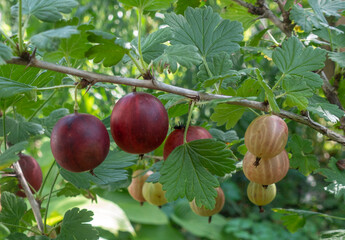 Branch with ripe red gooseberries among the leaves