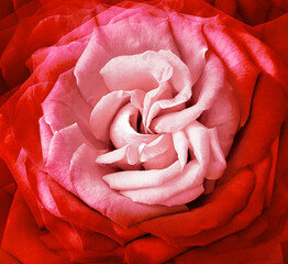 Red    rose flower.  Floral  background.   Closeup.  Nature.