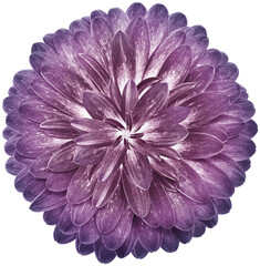 Purple  flower gerbera. Flower isolated on  white background..  No shadows with clipping path. Close-up. Nature.