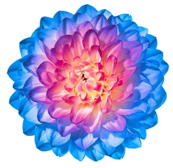 Foto op Plexiglas Blue dahlia  flower  on white isolated background with clipping path. Closeup. For design. Nature. © nadezhda F