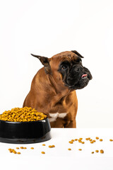 a dog and a bowl of dry food on a white background