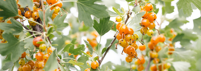 Ripe yellow currant in the home garden. Fresh bouquet of natural fruits growing on a branch in a...